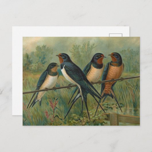 Carte Postale Hirundo rustica, Hirundo rustica Savignii (Devant / Derrière)