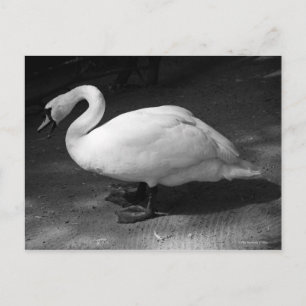 Carte Postale HiSS