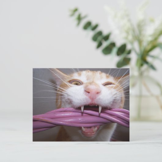 Carte Postale Hissé (Debout devant)