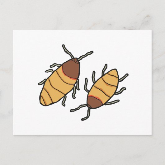 Carte Postale Hisser Cockroach (Devant)