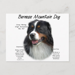 Carte Postale Histoire des chiens de montagne bernois; Tout sur
