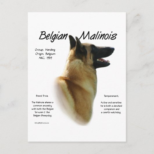 Carte Postale Histoire des Malinois belges ; Tout sur les Malino (Devant)