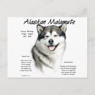 Carte Postale Histoire du malamute en Alaska, Tout sur les malam