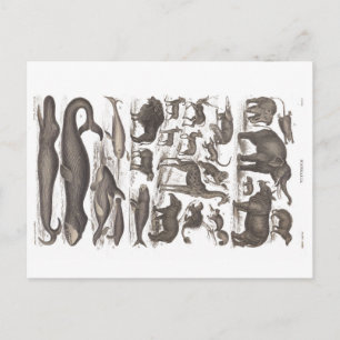 Carte postale Histoire naturelle vintage Mammifère