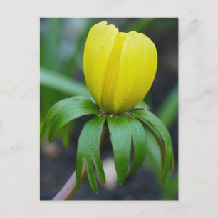 Carte postale Hiver Aconite