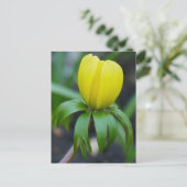 Carte postale Hiver Aconite (Debout devant)