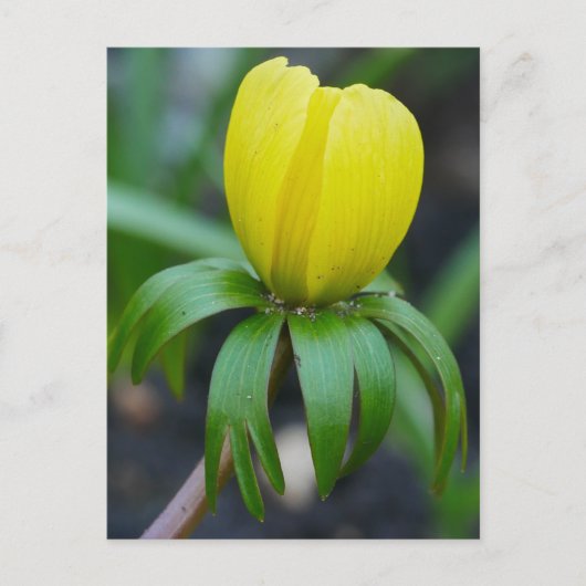 Carte postale Hiver Aconite (Devant)