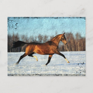 Carte Postale Hiver Akhal-teke