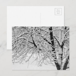Carte Postale Hiver Blizzard Storm Snowy Tree Nature Photographi