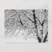 Carte Postale Hiver Blizzard Storm Snowy Tree Nature Photographi (Devant)