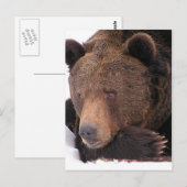 Carte Postale Hiver Brown de l'ours (Devant / Derrière)