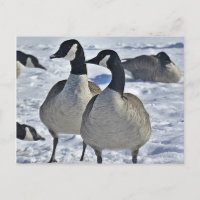 Hiver Canada Oie Nature Photographe chasseur