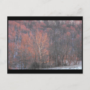 Carte Postale ~ Hiver dans le comté de Lancaster ~ 10