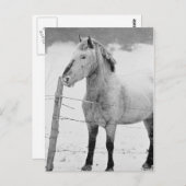 Carte Postale Hiver du cheval blanc (Devant / Derrière)