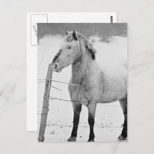 Carte Postale Hiver du cheval blanc (Devant / Derrière)
