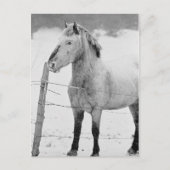 Carte Postale Hiver du cheval blanc (Devant)