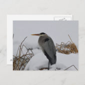 Carte Postale Hiver du Grand Héron bleu (Devant / Derrière)