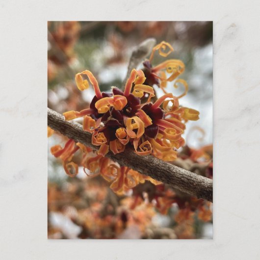 Carte postale hiver Feu (Devant)