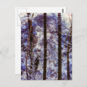 Carte Postale Hiver Forêt gelée Matin Suisse (Devant / Derrière)