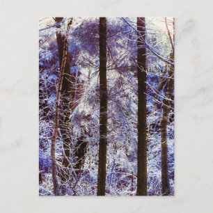 Carte Postale Hiver Forêt gelée Matin Suisse