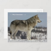 Carte Postale Hiver - Loup (Devant / Derrière)