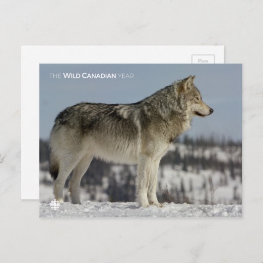 Carte Postale Hiver - Loup (Devant / Derrière)
