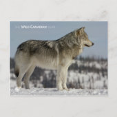 Carte Postale Hiver - Loup (Devant)