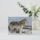 Carte Postale Hiver - Loup (Debout devant)