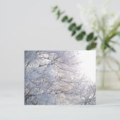 Carte Postale Hiver Matin Neige Branches gelées Nature (Debout devant)