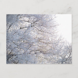 Carte Postale Hiver Matin Neige Branches gelées Nature