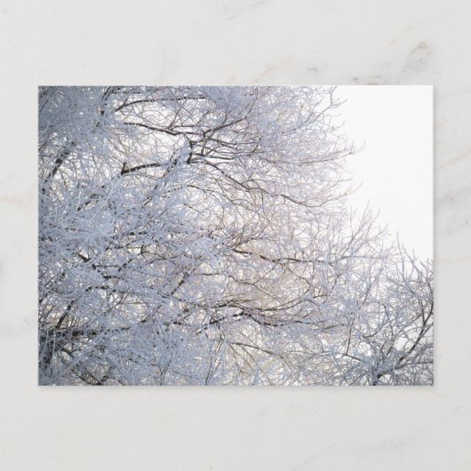 Carte Postale Hiver Matin Neige Branches gelées Nature (Devant)