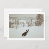 Carte postale hiver merveilleux (Devant / Derrière)