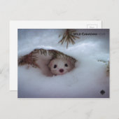 Carte Postale Hiver - Weasel à queue courte (Devant / Derrière)