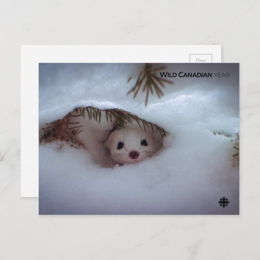 Carte Postale Hiver - Weasel à queue courte (Devant / Derrière)