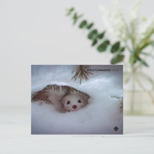 Carte Postale Hiver - Weasel à queue courte (Debout devant)