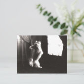 Carte postale Hobbitt (Debout devant)