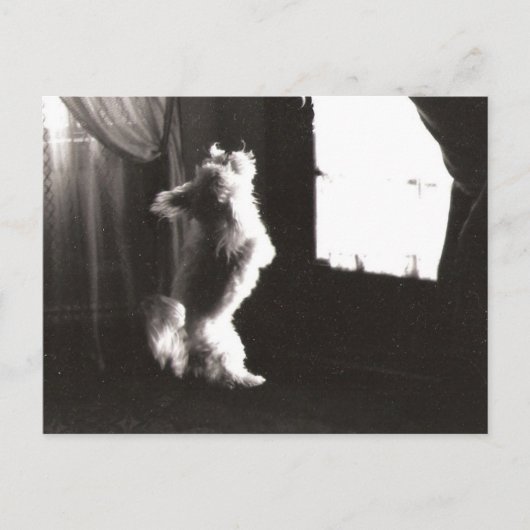 Carte postale Hobbitt (Devant)