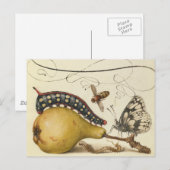 Carte Postale Hoefnagel Vintage Poire & Insectes 1500 Renaissanc (Devant / Derrière)