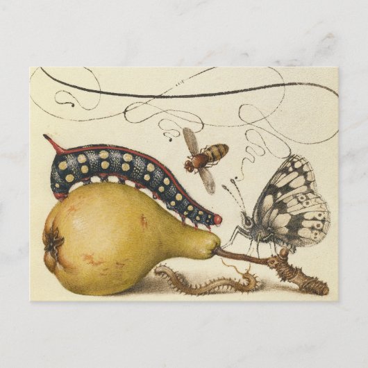 Carte Postale Hoefnagel Vintage Poire & Insectes 1500 Renaissanc (Devant)