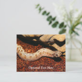 Carte Postale Hognose Pet Snack (Debout devant)