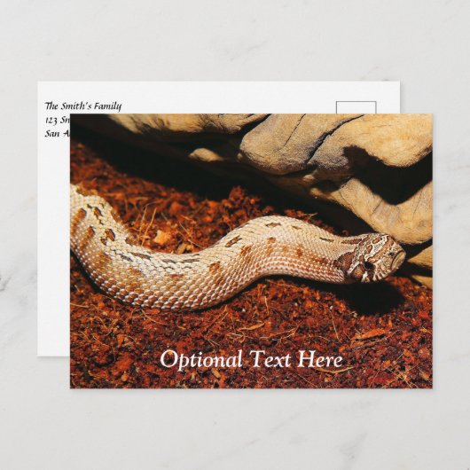 Carte Postale Hognose Pet Snack (Devant / Derrière)