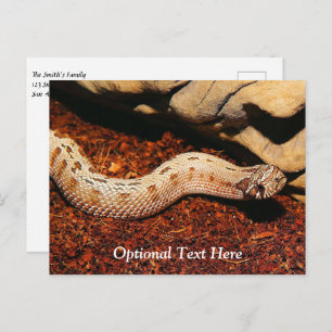 Carte Postale Hognose Pet Snack