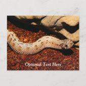 Carte Postale Hognose Pet Snack (Devant)