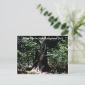 Carte Postale Hoh Rainforest 1965 (Debout devant)