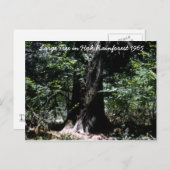 Carte Postale Hoh Rainforest 1965 (Devant / Derrière)