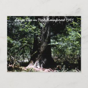 Carte Postale Hoh Rainforest 1965