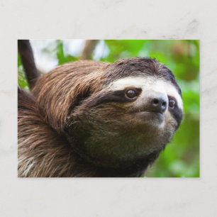 Carte postale Holiday du profil Sloth