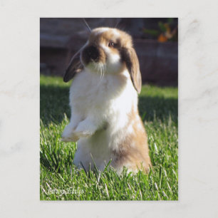 Carte Postale holland lop debout