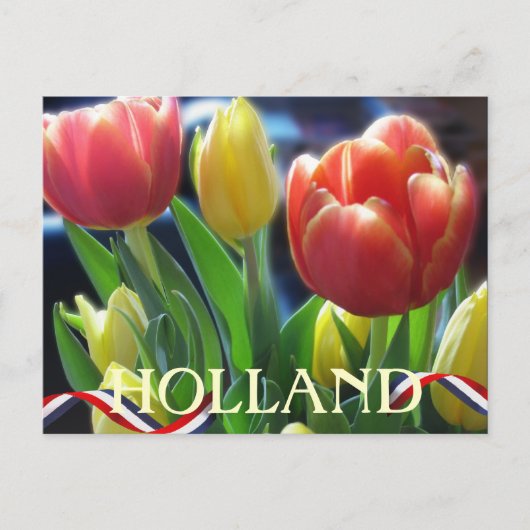 Carte postale Holland Red and Yellow Spring Tulips (Devant)