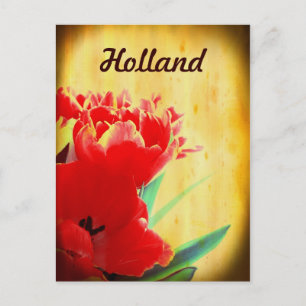 Carte postale Hollande, Tulipes Orange